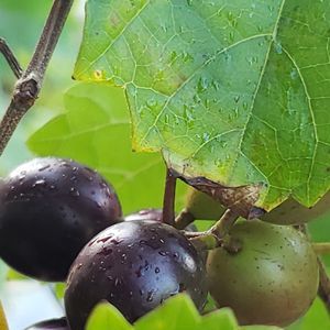 Meet your Posher, Joel delano